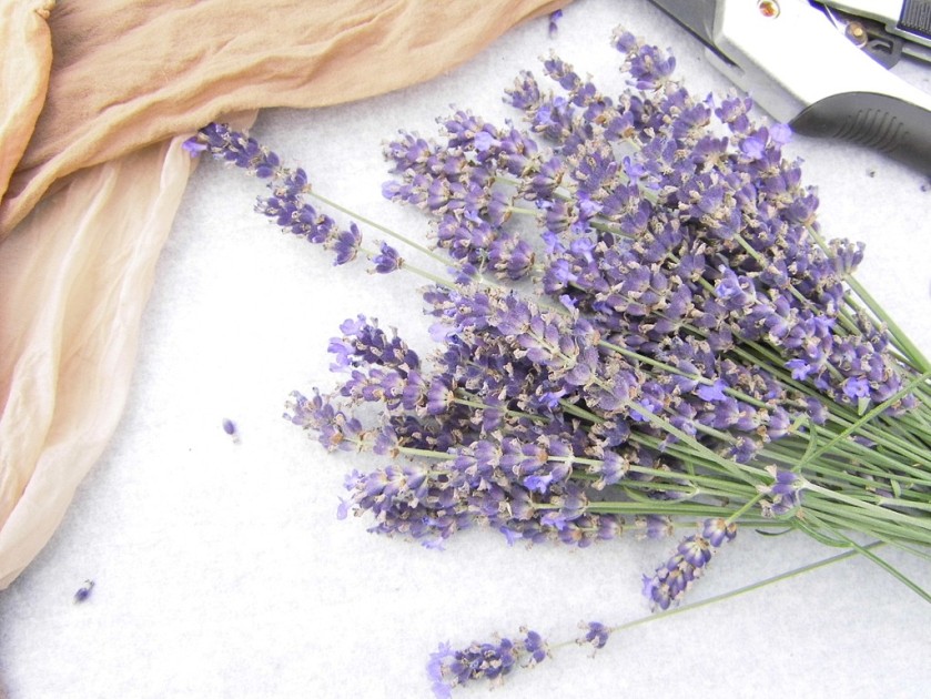 Lavendel Material