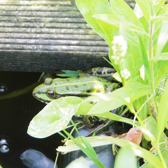 Frosch am Wasserrand
